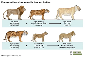 lions-tigers-ligers-tigons-mammals